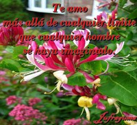 /album/fotogaleria/te-amo-mas-jpg/